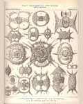 Plate 009